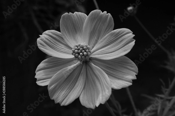 Fototapeta white flower on black background