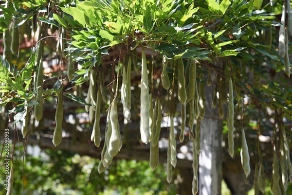 Fototapeta Wisteria fruit / When the air dries in winter, the seed pops out with a sharp sound.