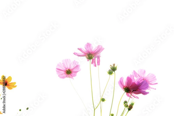 Fototapeta Cosmos on white background.