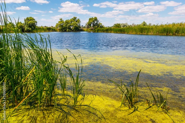 Fototapeta The edge of the lake with green water by reason of alga bloom