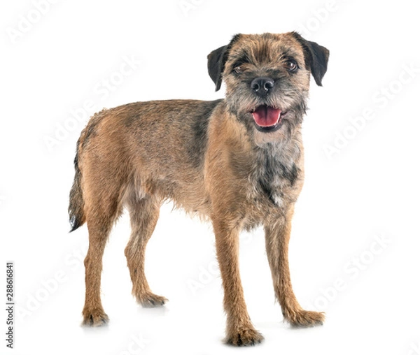 Fototapeta young border terrier