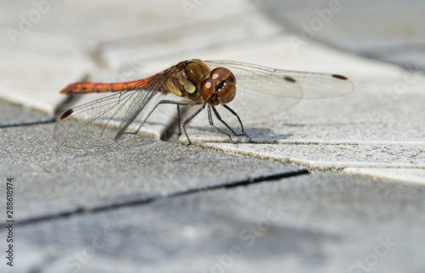 Fototapeta Libelle 10