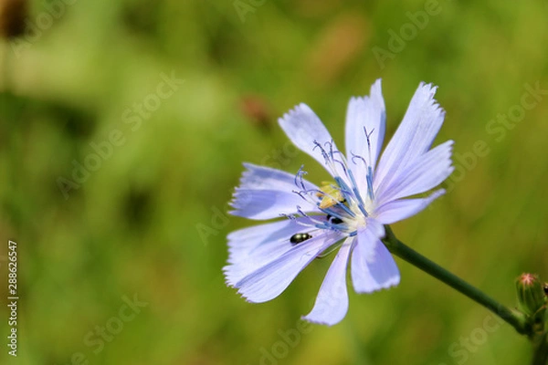 Fototapeta Chicory head with black bug