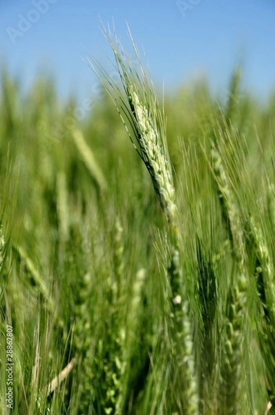 Fototapeta Trigo