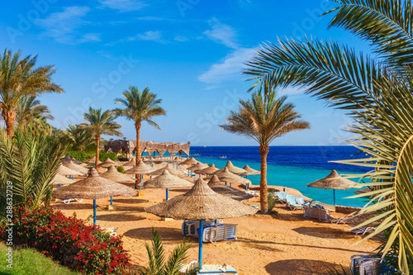 Fototapeta Sunny resort beach with palm tree at the coast shore of Red Sea in Sharm el Sheikh, Sinai, Egypt, Asia in summer hot. Bright sunny light