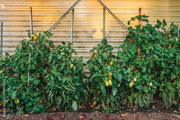 Obraz fresh tomatoes in a greenhouse