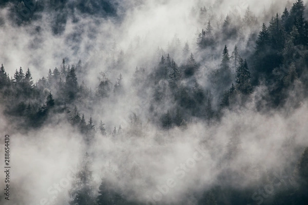 Fototapeta Dense morning fog in alpine landscape with fir trees and mountains. 