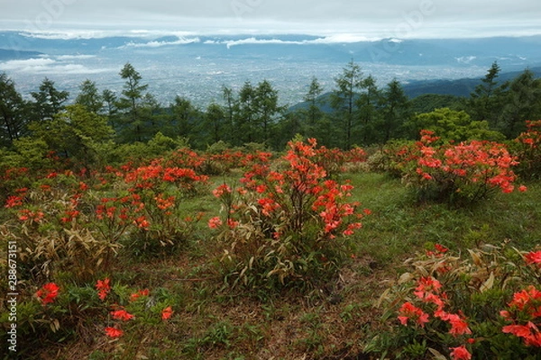 Obraz 【山梨県】甘利山のレンゲツツジ
