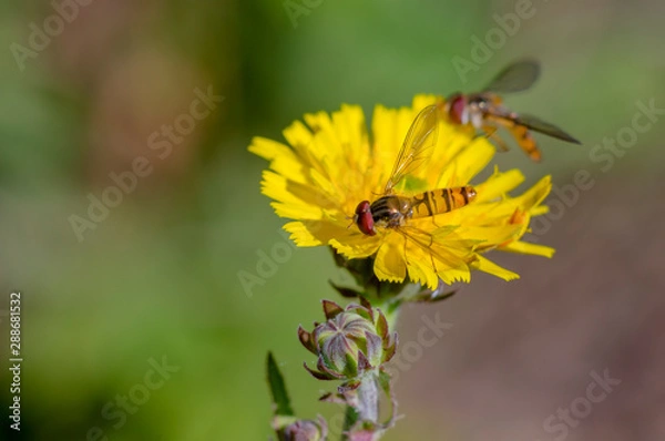 Fototapeta little yellow hoverfly on blossom of flower