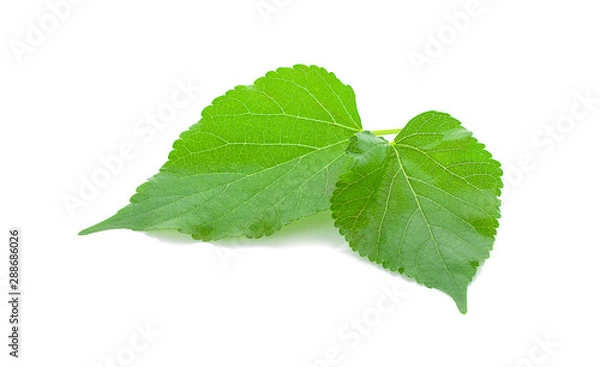 Obraz Mulberry green leave on white background isolated