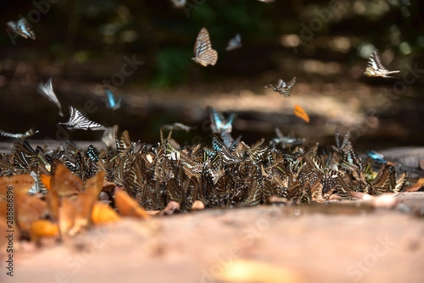 Fototapeta Beautiful of butterflies in forest