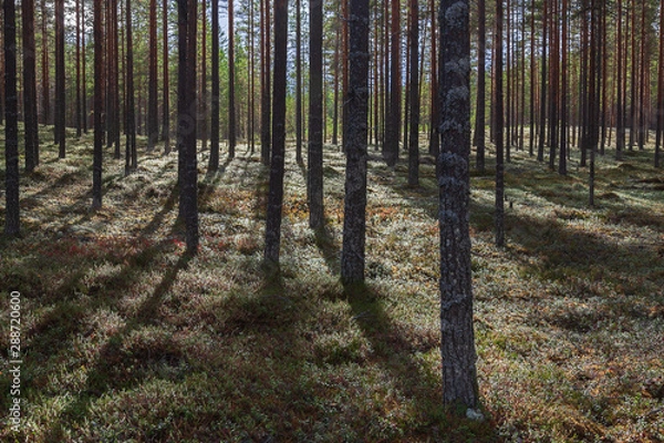 Fototapeta Nordic pine forest in evening light, municipality of Vaala in Kainuu, Finland