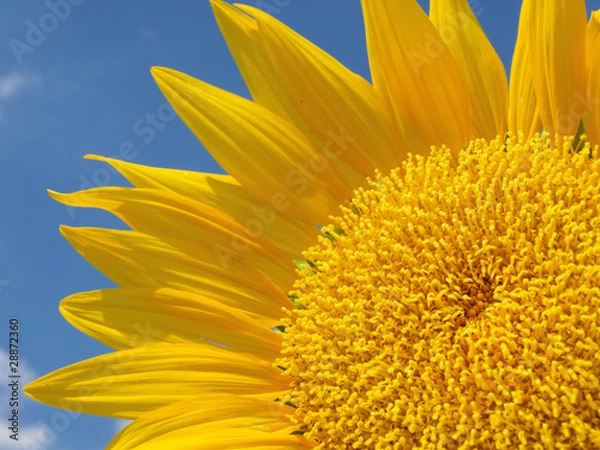 Fototapeta Sunflowers