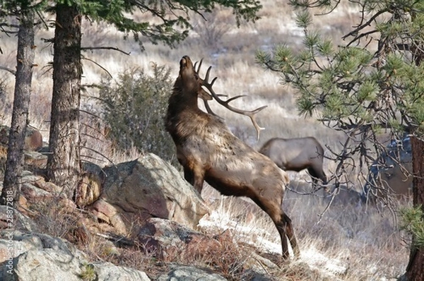 Obraz Elk with Antlers