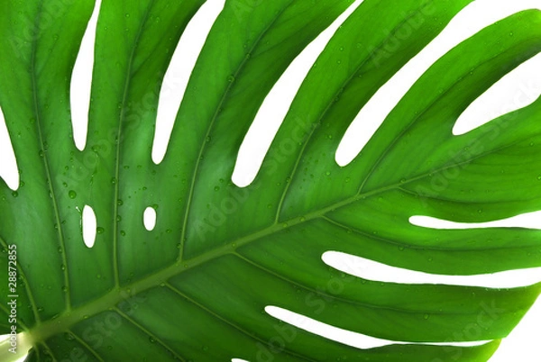 Fototapeta Leaf of a monstera