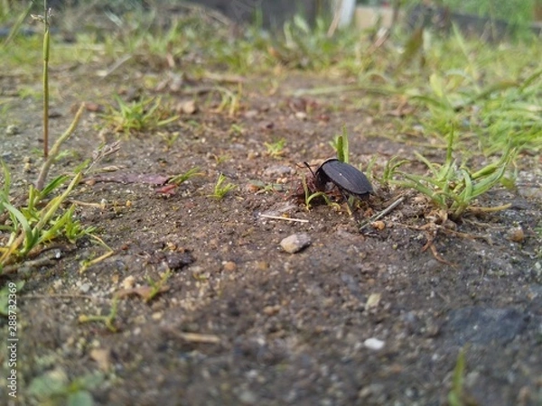 Fototapeta Pterostichus (Morphnosoma) melanarius, beetle in the nature.