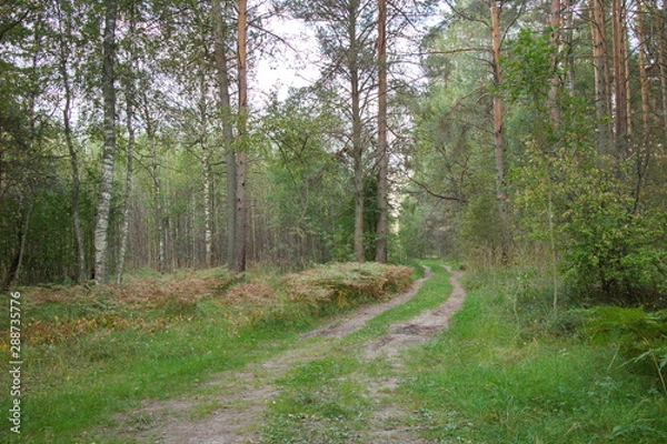 Obraz Forest road on a summer day