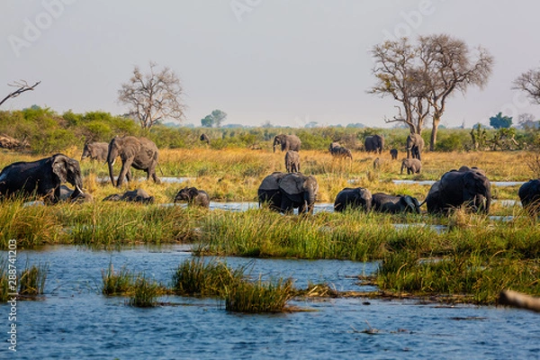 Obraz Elephants from Caprivi Strip - Bwabwata, Kwando, Mudumu National park - Namibia