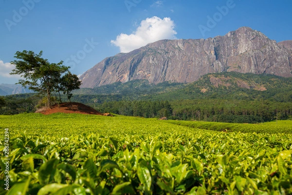 Obraz Tea plantation in Mulanje Massif - Malawi