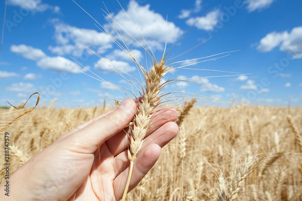 Fototapeta Wheat ears grow in the field on sky clouds backgraund.