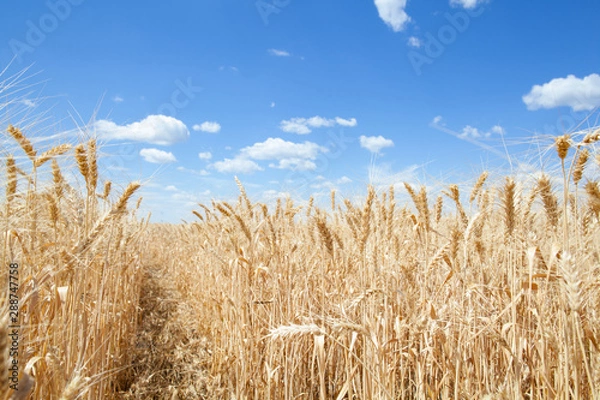 Fototapeta Wheat ears grow in the field on sky clouds backgraund.