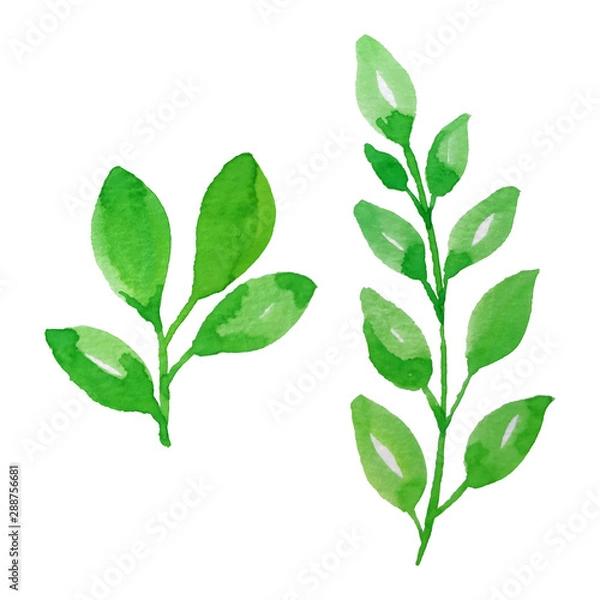 Fototapeta Green watercolor leaves on a white background. High-quality vector elements for the design of invitations, advertisements, postcards.