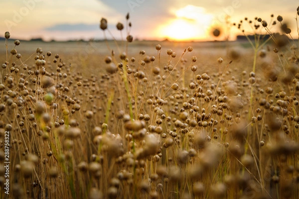 Obraz Flax field on sunset, Austria