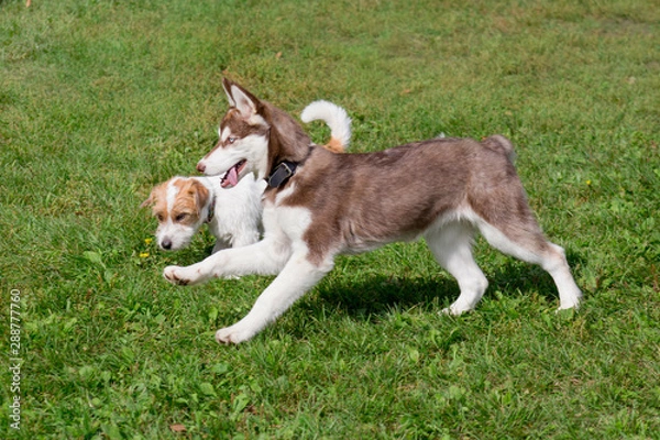Fototapeta Siberian husky and jack russell terrier puppies are playing on a green meadow. Pet animals.