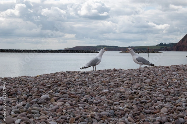 Obraz Seagulls by the beach