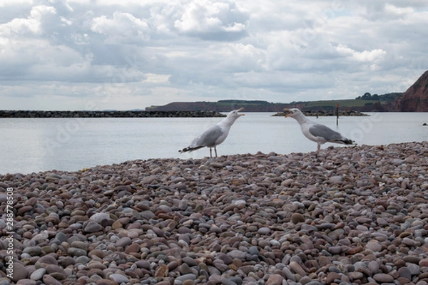 Obraz Seagulls on the beach