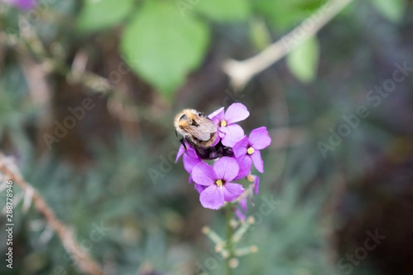Obraz Bee on a plant