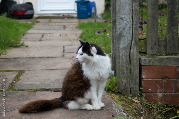 Fototapeta Cat by a gate