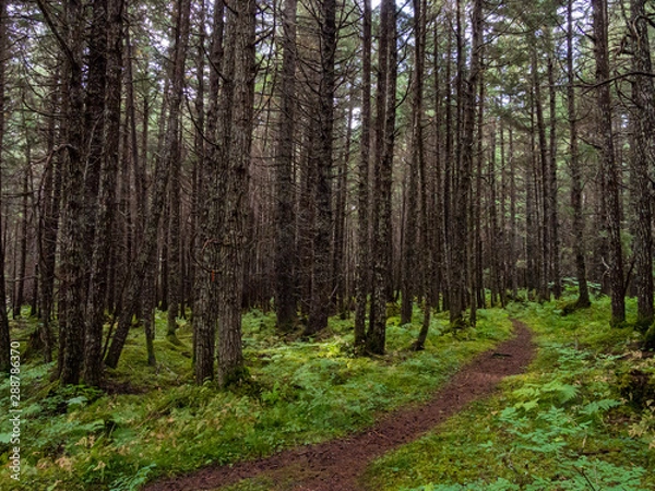 Obraz Footpath Through Alaskan Forest, Pine Trees