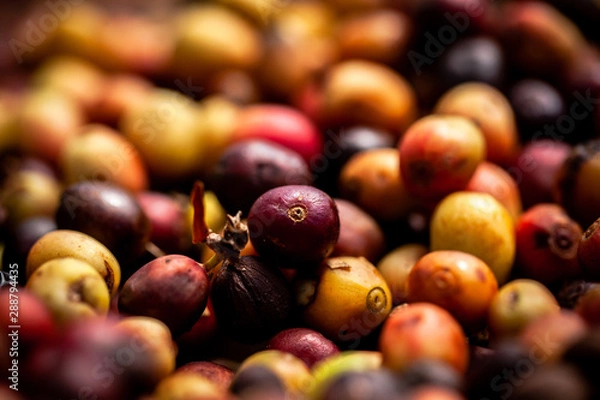 Obraz Raw coffee berries