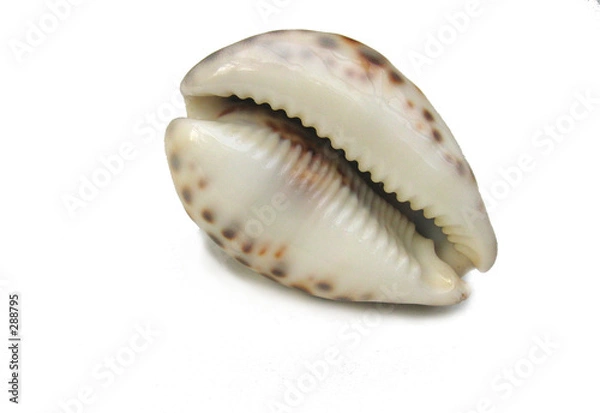 Fototapeta cowrie