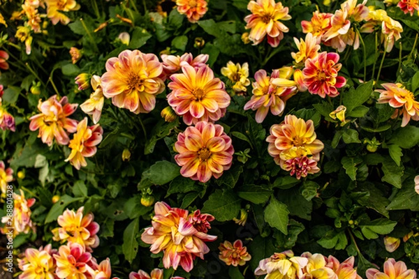 Obraz Pretty Vibrant Flowers