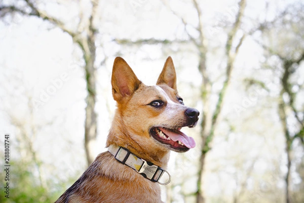 Obraz Red Heeler w lesie