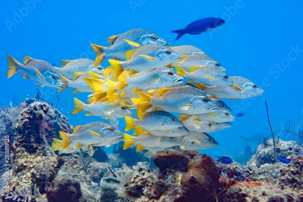Fototapeta Large school of Schoolmaster Snapper in the crystal clear waters of the Turks and Caicos islands.