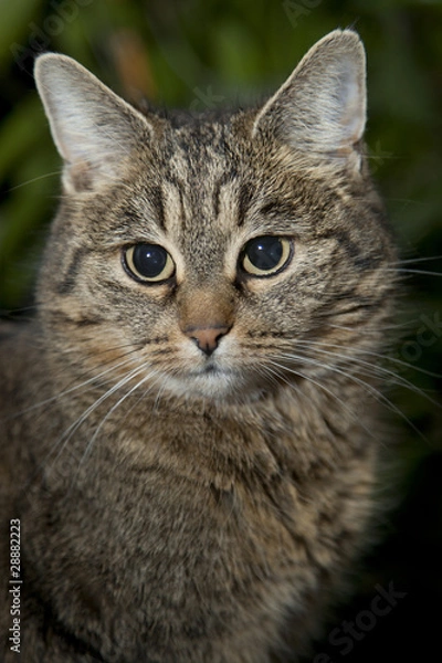Fototapeta Katzenauge