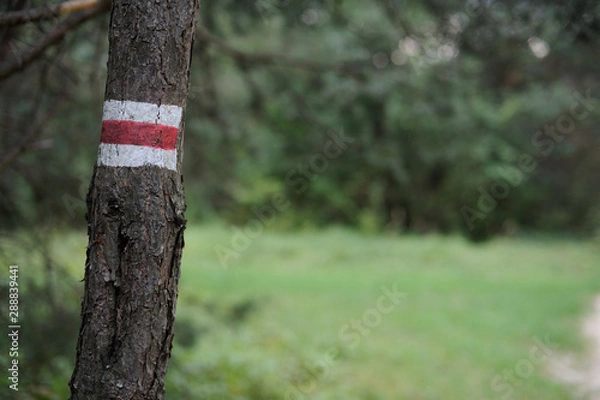 Fototapeta Walking trail marks and signs on trees showing direction for hikers in forest