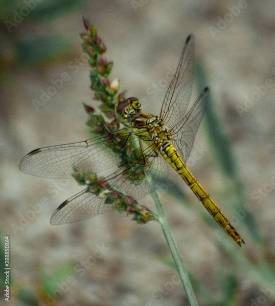 Obraz dragonfly on a branch