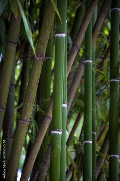 Fototapeta bamboo forest