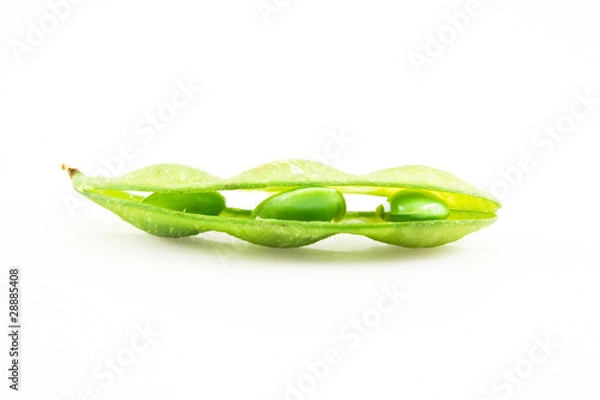 Obraz Soybean
