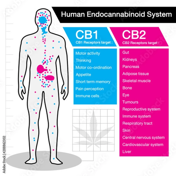 Fototapeta human endocannabinoid CB1 and CB2 Receptors target system active in human body.