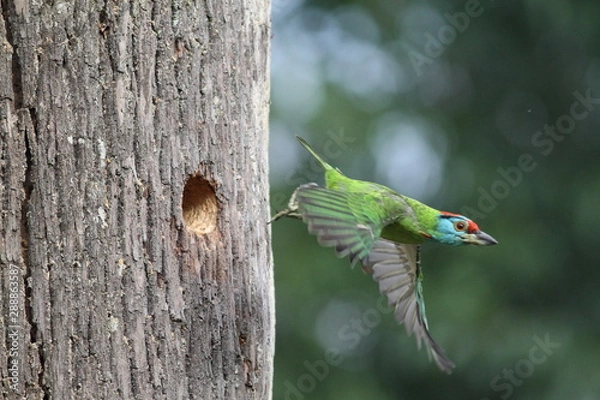 Fototapeta bird on branch
