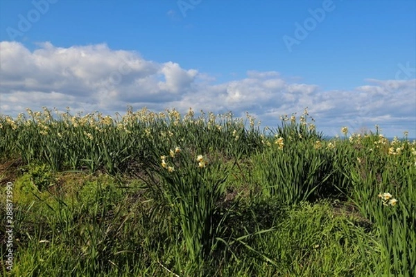 Fototapeta 越前海岸の水仙畑