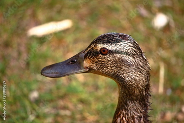 Fototapeta Wild duck portrait