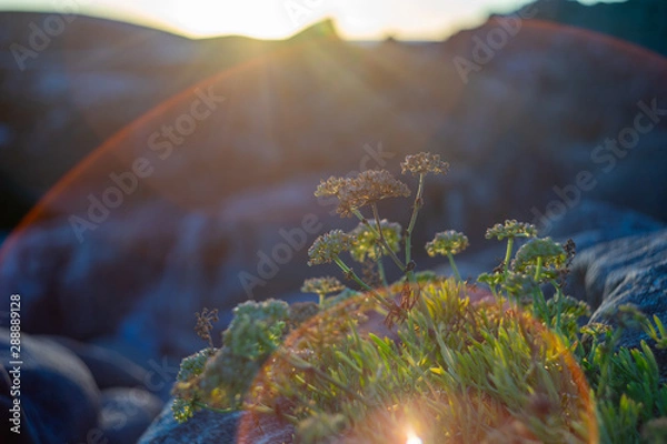 Fototapeta destellos