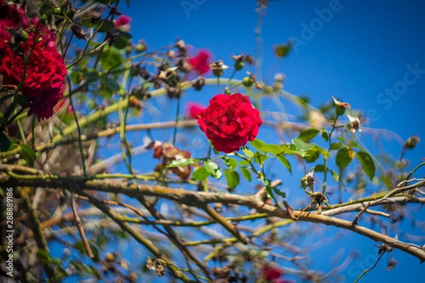 Fototapeta rosa efecto 