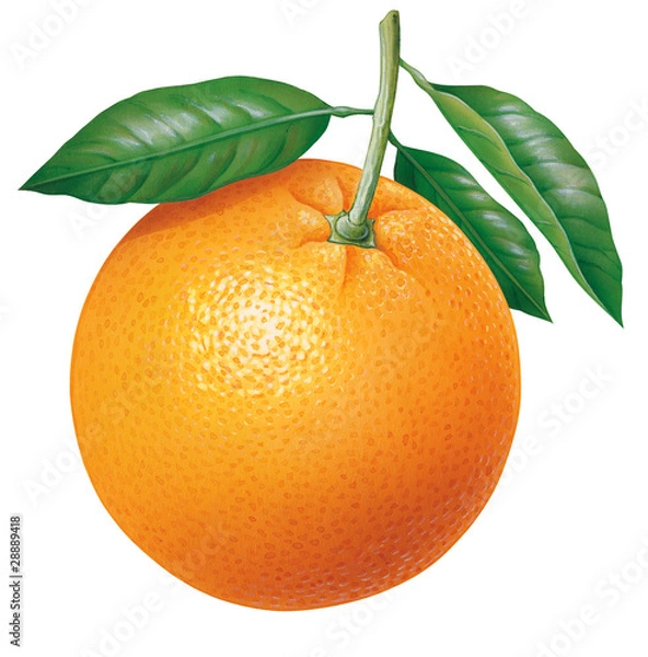 Obraz Orange